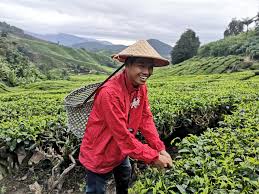 Again, hashtag percutian bajet cameron highlands. Kenangan Memetik Daun Jom Bercuti Cameron Highlands Facebook