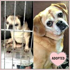 We did not find results for: Top 10 Shelter Dog Makeovers Of 2013 Petfinder Foundation