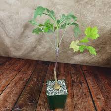 Image result for Cussonia paniculata