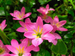 Image result for Zephyranthes minuta