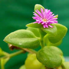 Image result for Micrargeria filiformis