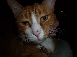 Unlike human freckles, cat freckles aren't actually influenced by the sun. Brown Spot On Nose White Cat With Photos Thecatsite