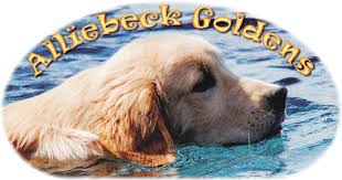 The resulting breed quickly drew attention for its excellent hunting skills, and became officially known as the golden retriever in 1920. Alliebeck Goldens Akc Registered Puppies From Champion Golden Retrievers And Pedigrees About Alliebeck Goldens