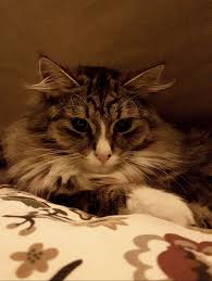 Pin By Demet Bayrakgil On Cats And Kittens Beautiful Cats Cats Cats And Kittens
