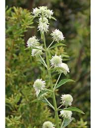 Image result for Hyptis