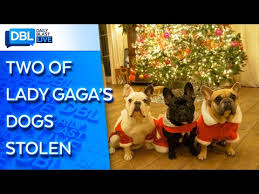 Los angeles (ap) — lady gaga's dog walker was shot and two of the singer's french bulldogs were stolen in hollywood during an armed robbery, police said. Lady Gaga S Dog Walker Shot Gaga Offering 500k For Two Stolen French Bulldogs Youtube