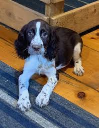 Enter your email address to receive alerts when we have new listings available for field english springer spaniel puppies for sale. Stanley English Springer Spaniel Puppies For Sale In East Palestine Ohio In 2020 Spaniel Puppies For Sale English Springer Spaniel Puppy Springer Spaniel Puppies
