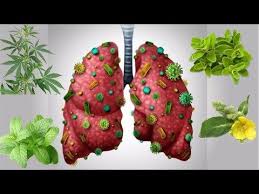 Medicinal Plants For Lung Infections Clean Lungs Healing Herbs Medicinal Plants