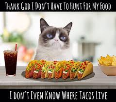 Grumpy Cat Grumpy Cat Grumpy Cat Humor Funny Taco Memes