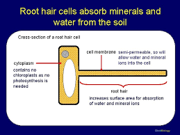 Maybe you would like to learn more about one of these? Click Biology Cambridge Igcse Biology Extended Level Cells