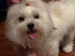 Josie is a 6yr old teddy bear (bichon frise and shih tzu mix) weighing. Penelope The Schichon Shih Tzu Bichon Frise Hybrid Aww