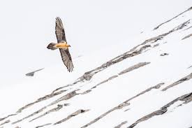 Der bartgeier fliegt nah an uns vorbei und zeigt sich in seiner ganzen pracht. Im Reich Der Bartgeier Naturfotografie Robert Haasmann
