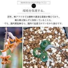 Image result for Dipcadi rigidifolium