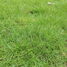 Ada banyak jenis rumput hias untuk taman yang dijual di pasaran. 7 Jenis Rumput Taman Untuk Rumah Idaman Property145
