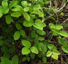 Image result for Teramnus