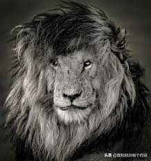 The painting may be purchased as wall art, home decor, apparel, phone cases, greeting cards. C6j7aeitnumnbm