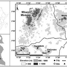 Image result for Stolzia cupuligera