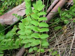 Image result for Berula