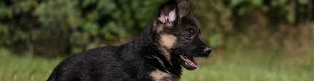 However, this courageous and dependable dog. New York City Teacup Puppies Micro Dogs For Sale Nyc Breeders