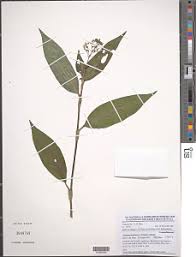 Image result for Aneilema dispermum