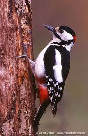 Pin Von Tamzingarwood Auf Birds In 2020 Buntspecht Specht Spechte