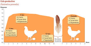 Aves de postura: Jalisco, estado con mayor número de gallinas ponedoras |  Servicio de Información Agroalimentaria y Pesquera | Gobierno | gob.mx