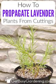 No wonder growing lavender in as a rule of thumb, water your lavender plant when the soil feels dry rather than following a watering schedule. How To Propagate Lavender Plants From Cuttings Get Busy Gardening