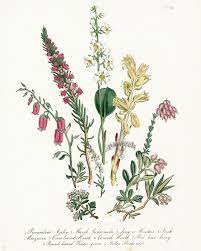 Pin On Botanical Prints