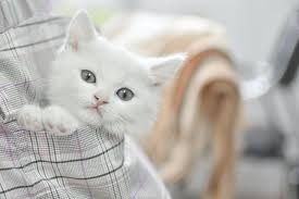 Karena kegiatan menggambar mewarnai ini juga bisa memacu anak menjadi lebih kratif dan cerdas dalam berbagai bidang seni. Apa Saja Vaksin Yang Dibutuhkan Oleh Anak Kucing Ini Penjelasannya Halaman All Kompas Com