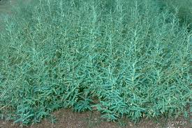 Image result for Aeschynomene indica