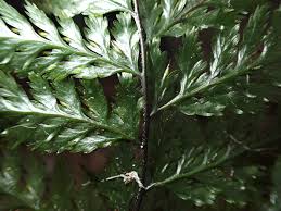 Image result for Abrodictyum