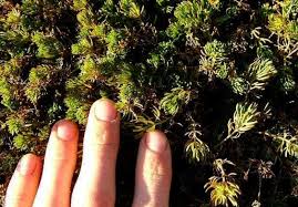 Image result for Veronica abyssinica