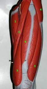 Learn all muscles with quizzes and labeled diagrams kenhub. Anatomy Labeling Muscles Anatomy Drawing Diagram