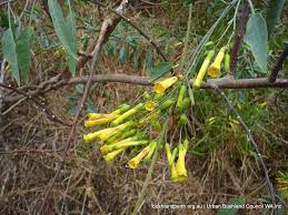 Image result for Nicotiana glauca