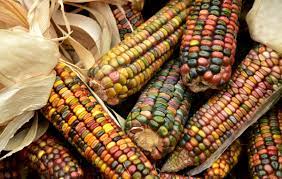 Check spelling or type a new query. Category Ornamental And Popcorn Seedway