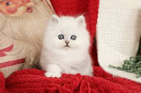 More images for silver chinchilla persian kitten » Silver Persian Kittens For Sale Doll Face Persian Kittenspersian Himalayan Kittens For Sale In A Rainbow Of Colors In Business For 32 Years