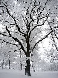 Find images of snow tree. 30 Fantastic Frost Pictures Winter Scenery Winter Trees Winter Landscape