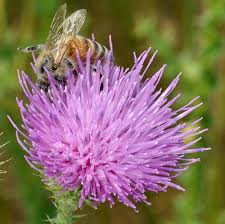 Image result for Carduus leptacanthus