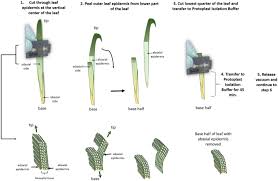 Maybe you would like to learn more about one of these? A Cell Death Assay In Barley And Wheat Protoplasts For Identification And Validation Of Matching Pathogen Avr Effector And Plant Nlr Immune Receptors Plant Methods Full Text