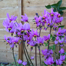 Shooting star a colorado wildflower photograph by beth riser. Dodecatheon Pulchellum Red Wings Shooting Star Red Wings In Gardentags Plant Encyclopedia