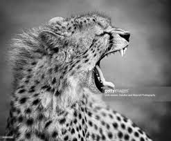 Black And White Cheetah Photography Young Cheetah Looking Away From The Camera And Showing A Huge Yawn In Black And White Portraits Leopard Tattoos Masai Mara Kenya