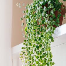 Image result for Crassula schimperi