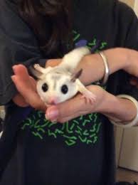 We're the nation's leading provider of sugar glider care education & veterinary approved supplies. Baby Sugar Gliders For Sale In Colorado Springs Baby Viewer