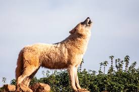 ❤ get the best wolves wallpaper on wallpaperset. Wolf Wallpapers Free Hd Download 500 Hq Unsplash