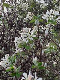 Image result for Amelanchier ovalis