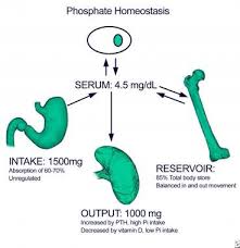 The test usually measures the amount of phosphate in the blood. Hyperphosphatemia Practice Essentials Background Pathophysiology