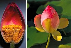 Cross Section Of Lotus Flower Anatomy Lab Image Elementary School Art