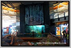 This giant aquarium at vancouver yvr airport with its rock fish, surf perch, sea anemone, other fish and kelp. Awesome Giant Fish Tank At The Vancouver International Airport Traveling Mark