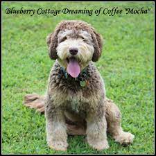 See emmie's page here see junior's page here Blueberry Cottage S Dreaming Of Coffee Noble Vestal Doodles