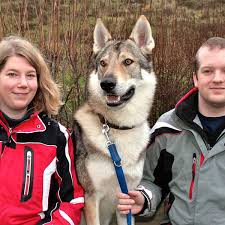 Check spelling or type a new query. Bester Freund Der Wolfshund Kreis Kassel